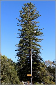 daglish trees_14