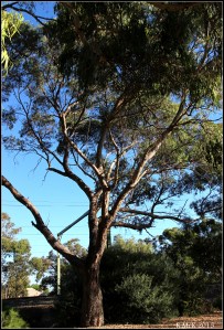 daglish trees_22
