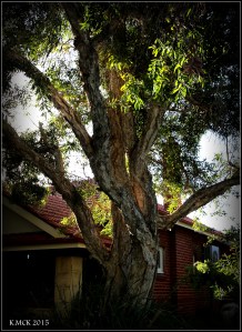 daglish trees_24