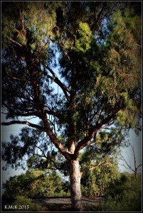 daglish trees_25