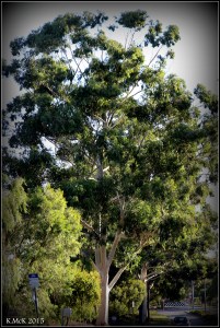 daglish trees_3