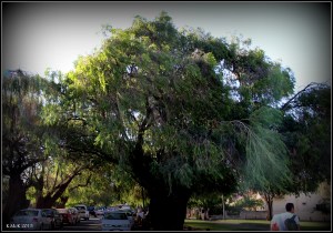 daglish trees_5