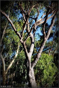 daglish trees_8