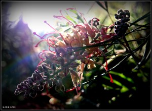 daglish_1