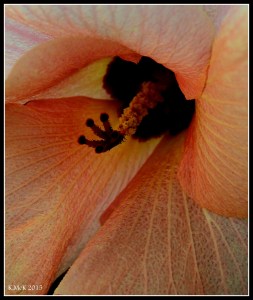 flowers_2
