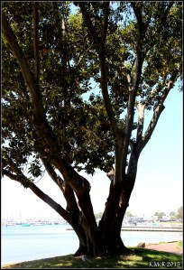 matilda bay_6