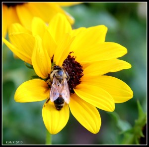 bee_1