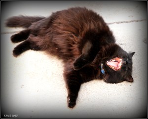 cat_1