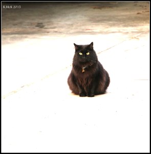 cat_2