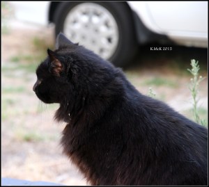 cat_3