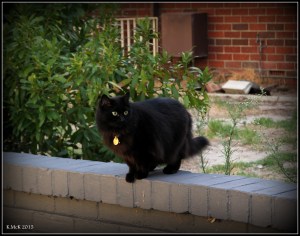cat_4