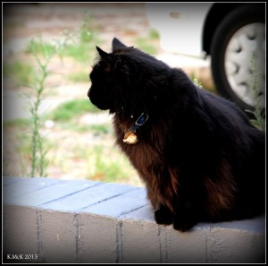 cat_5