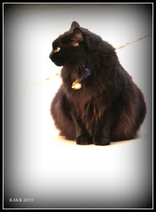 cat_7
