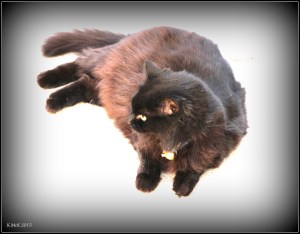 cat_8