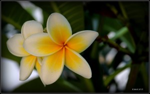 flower_2