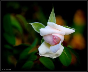 flower_4