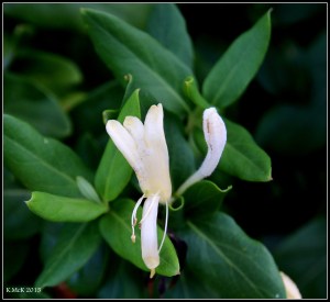 flower_5