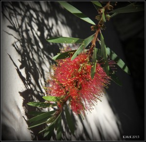 flower_5
