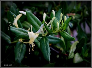 flower_6