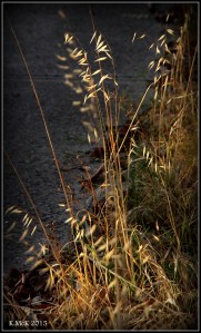 flower_7