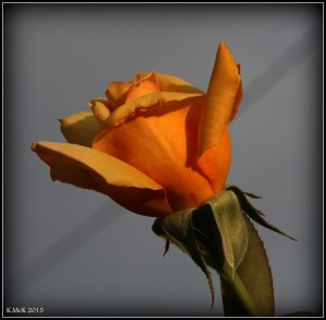 orange_1