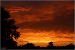 orange_11
