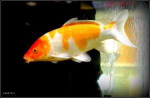 orange_3