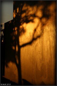 orange_5