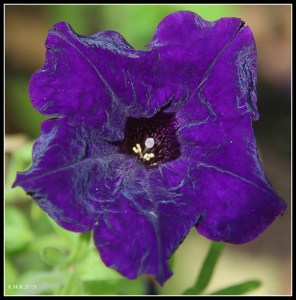 petunia_1