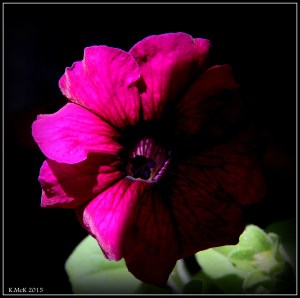 petunia_3