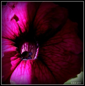 petunia_4