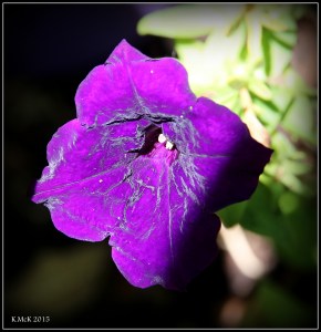 petunia_5
