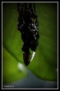 drops_11