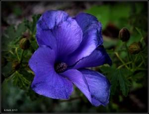 flower_11