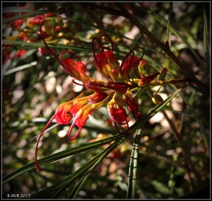 flower_14