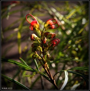 flower_15