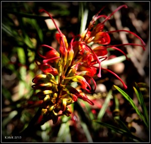 flower_16