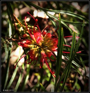 flower_17