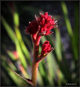 flower_19