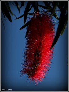 flower_2
