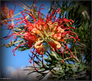 flower_3