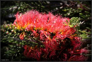 flower_4