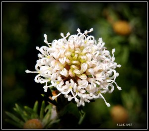 flower_6
