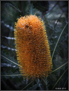 flower_hp_13