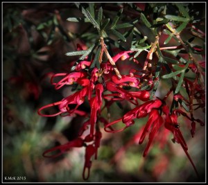 flower_hp_15