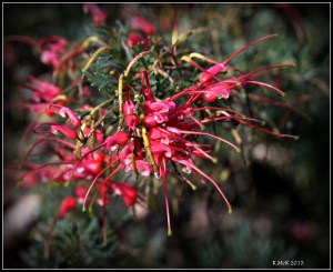 flower_hp_16