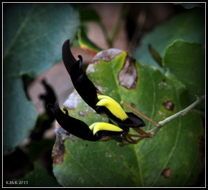 flower_hp_19