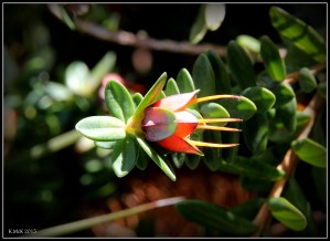 flower_hp_23