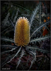 flower_hp_25