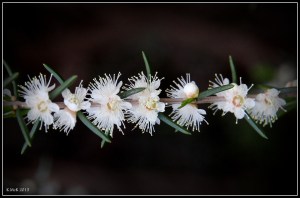 flower_hp_26